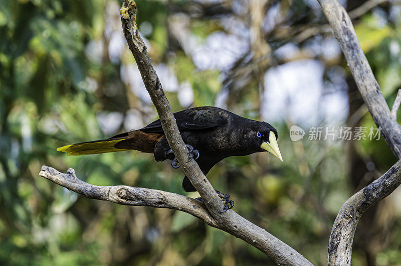 有冠oropendola也被称为苏里南冠oropendola或玉米鸟(Psarocolius decumanus)是一种新世界热带黄疸鸟。巴西潘塔纳尔湿地之类。